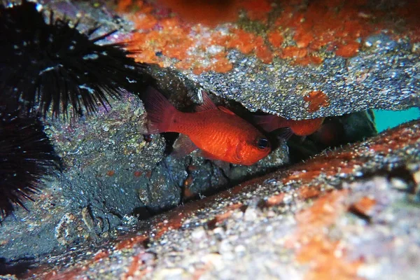 Czerwona Śródziemnomorska Ryba Kardynalska Apogon Imberbis — Zdjęcie stockowe