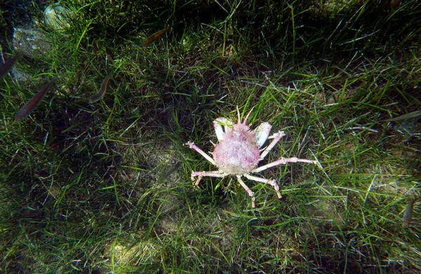 Europäische Spinnenkrabbe Maja Squinado — Stockfoto