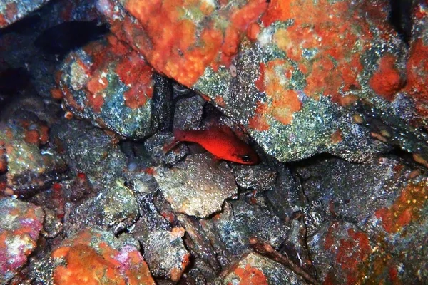 Kardinalfisk Från Röda Medelhavet Apogon Imberbis — Stockfoto