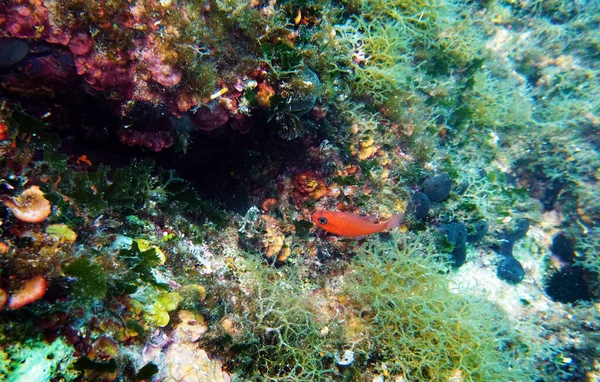 Red Mediterranean Cardinal Fish Apogon Imberbis — Stock Photo, Image