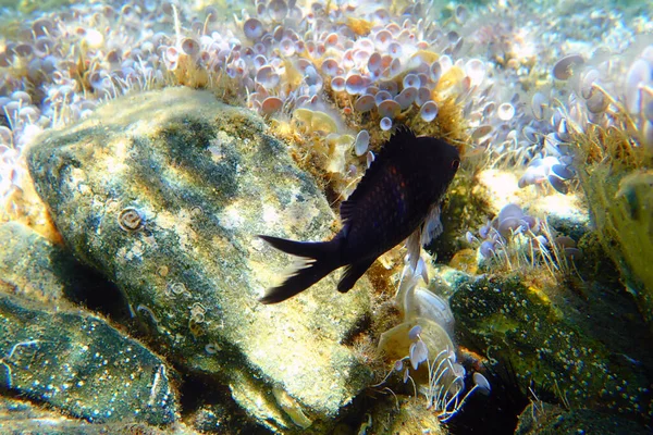 Cromis Mediterrânico Damegoísta Cromis Cromis — Fotografia de Stock