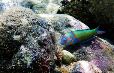 Akdeniz 'de yeşil erkek karabasan balığı - Thalassoma pavo