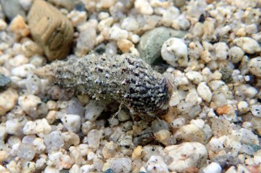 Cerith kum deniz salyangozu - Serityum Caeruleum