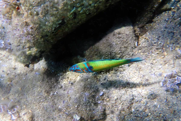 Зеленый Самец Рыбу Средиземном Море Thalassoma Pavo — стоковое фото
