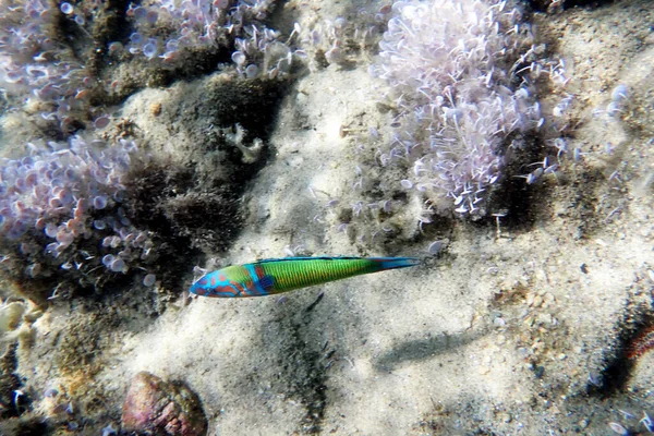 Peixe Wrasse Ornamentado Macho Verde Mar Mediterrâneo Thalassoma Pavo — Fotografia de Stock