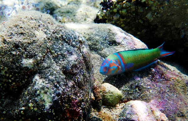 Green Male Ornate Wrasse Fish Mediterranean Sea Thalassoma Pavo — Stockfoto