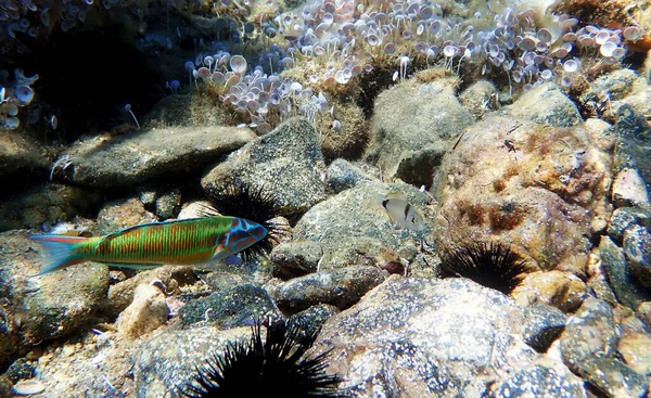 Green Male Ornate Wrasse Fish Mediterranean Sea Thalassoma Pavo — Stock Photo, Image