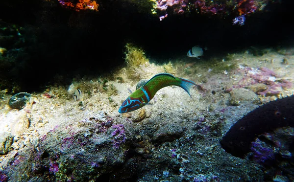 Zielony Samiec Ozdobione Wrasse Ryby Morzu Śródziemnym Thalassoma Pavo — Zdjęcie stockowe