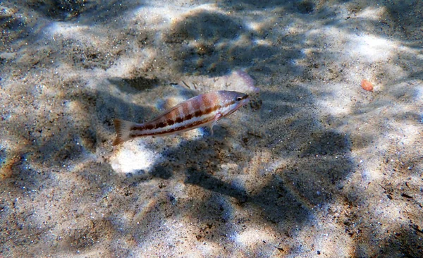 Pez Globo Serranus Cabrilla — Foto de Stock