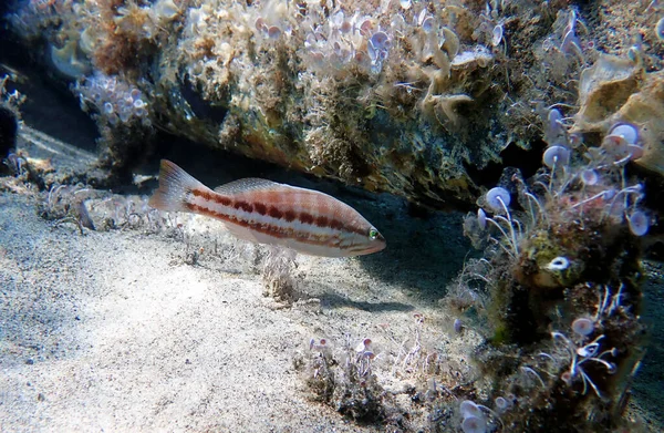 Comber Fish Serranus Cabrilla — Stockfoto