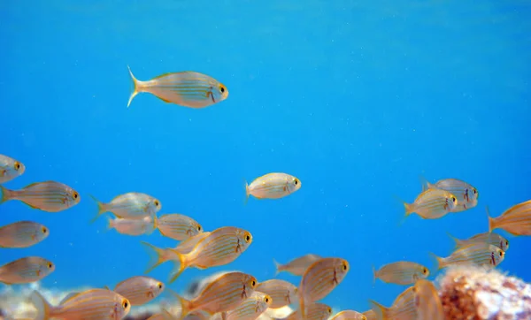 Salema Porgy Salwater Dreamfish Подводный Выстрел Средиземном Море Sarpa Salpa — стоковое фото