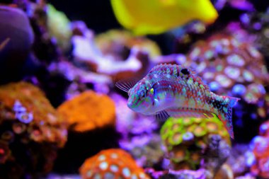 Nebula balığı - Halichoeres nebulosus