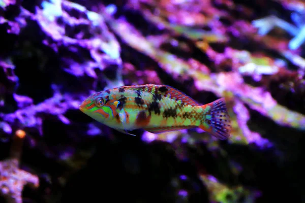 Nebulous Wrasse Fish Halichoeres Nebulosus — Stock Photo, Image