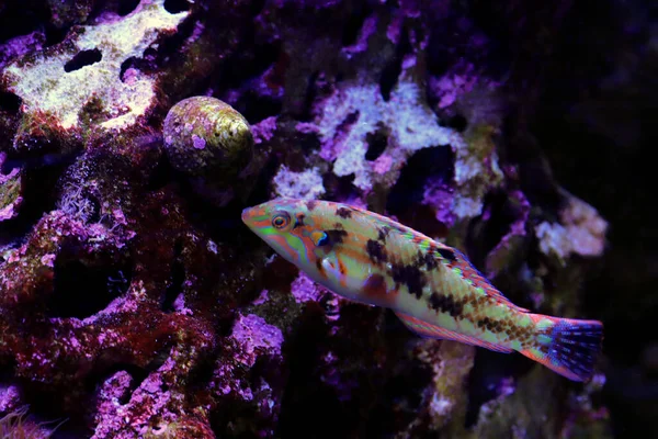 Ikan Wrasse Yang Menakjubkan Halichoeres Nebulosus — Stok Foto