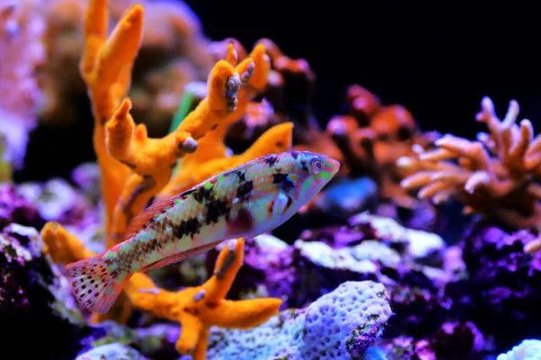 Nebulous Wrasse Fish Halichoeres Nebulosus — Stock Photo, Image