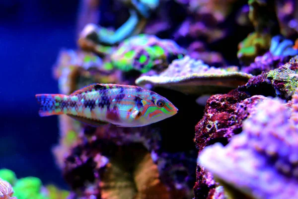Nebulous Wrasse Fish Halichoeres Nebuloso —  Fotos de Stock