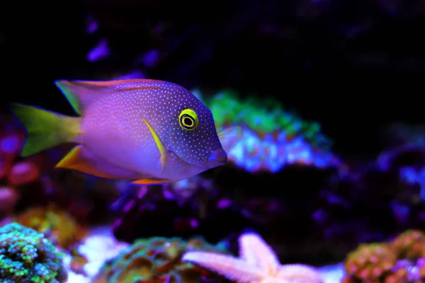 Sarı Gözlü Kole Tang Ctenochaetus Strigosus — Stok fotoğraf