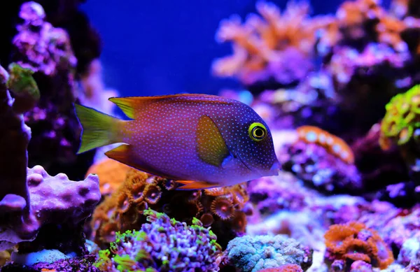 Tang Olho Amarelo Ctenochaetus Strigosus — Fotografia de Stock