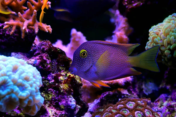 Sarı Gözlü Kole Tang Ctenochaetus Strigosus — Stok fotoğraf