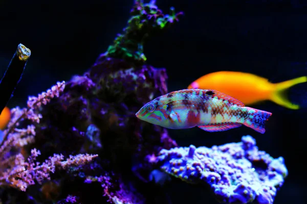 Nebulous Wrasse Fish Halichoeres Nebuloso — Foto de Stock