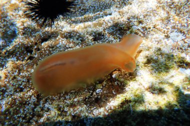Vase sea squirt underwater scene into the Mediterranean sea - Ciona intestinalis