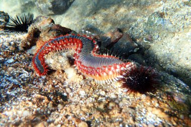 Sakallı ateş solucanı Hermodice carunculata