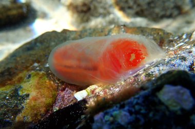 Vase sea squirt underwater scene into the Mediterranean sea - Ciona intestinalis