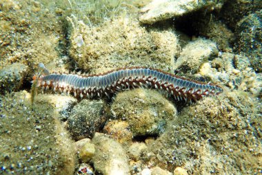 Sakallı ateş solucanı Hermodice carunculata