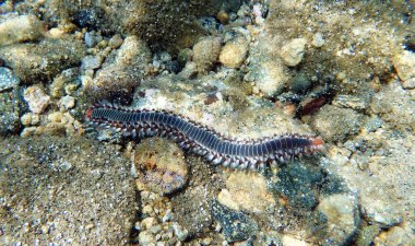 Sakallı ateş solucanı Hermodice carunculata