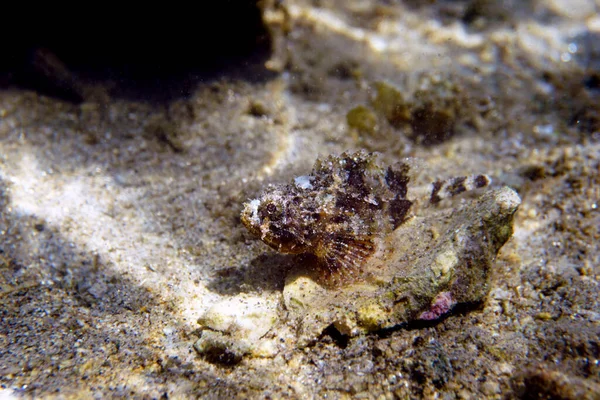 Black Mediterranean Scorpionfish Scorpaena Porcus —  Fotos de Stock