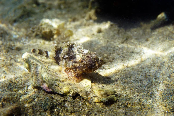 Black Mediterranean Scorpionfish Scorpaena Porcus - Stock-foto