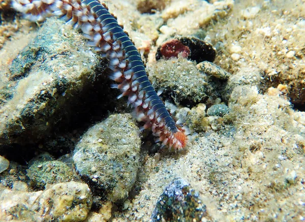 Sakallı ateş solucanı Hermodice carunculata