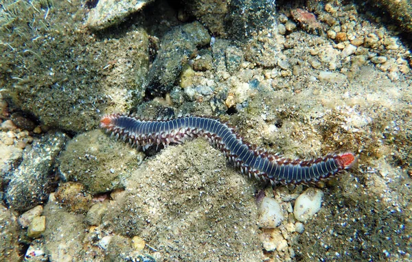 Gusano Fuego Barbudo Hermodice Carunculata — Foto de Stock