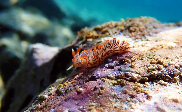 Υποβρύχια Φωτογραφία Από Πολύχρωμο Flabellina Nudibranch Στη Μεσόγειο Θάλασσα Flabellina — Φωτογραφία Αρχείου