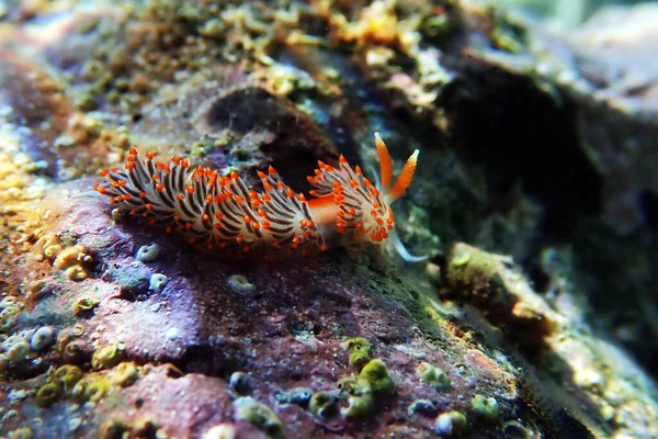 Underwater Shot Colorful Flabellina Nudibranch Mediterranean Sea Flabellina Affinis — Stock Photo, Image