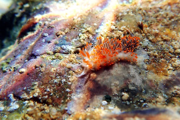 Tiro Subaquático Nudibranch Colorido Flabellina Para Mar Mediterrâneo Flabellina Affinis — Fotografia de Stock