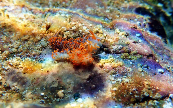 Plan Sous Marin Flabellina Nudibranch Colorée Dans Mer Méditerranée Flabellina — Photo