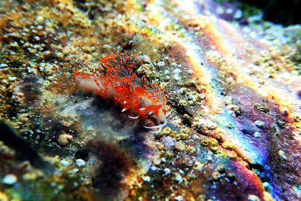 Foto Submarina Colorido Nudibranch Flabellina Mar Mediterráneo Flabellina Affinis — Foto de Stock