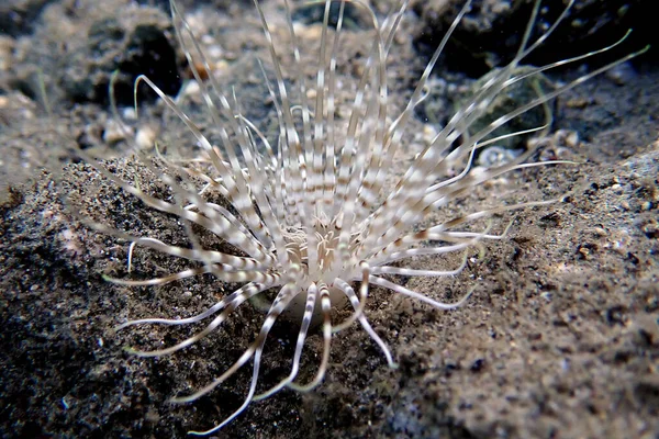 Gekleurde Buis Zeeanemoon Cerianthus Membranaceus — Stockfoto