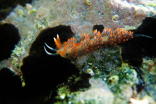 Colpo Subacqueo Flabellina Nudibranchia Colorata Nel Mediterraneo Flabellina Affinis — Foto Stock