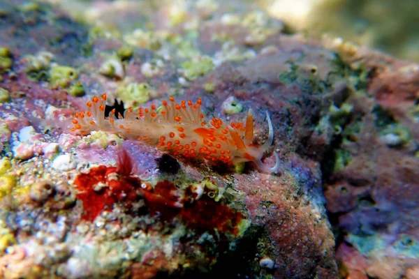 Underwater Shot Colorful Flabellina Nudibranch Mediterranean Sea Flabellina Affinis — ストック写真