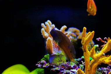Mercan resifi akvaryum tankında yıldızlı ya da kartaneli blenny balığı