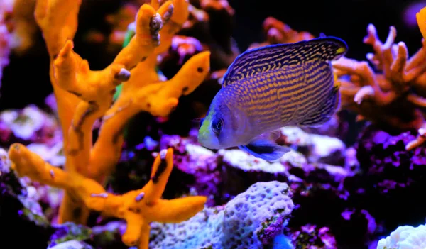 Deniz Akvaryumunda Muhteşem Dottyback Mercan Resifi Balığı — Stok fotoğraf