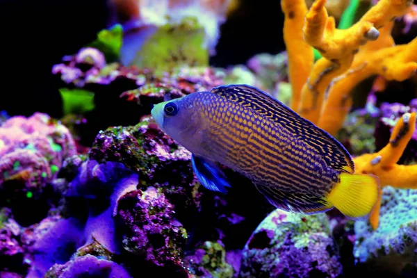 Splendid Dottyback Coral Reef Fish Marine Aquarium — Foto de Stock