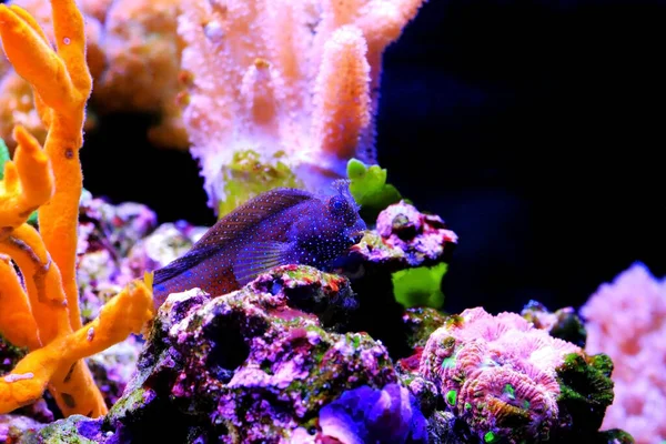Starry Snowflake Blenny Fish Coral Reef Aquarium Tank — Stock Photo, Image