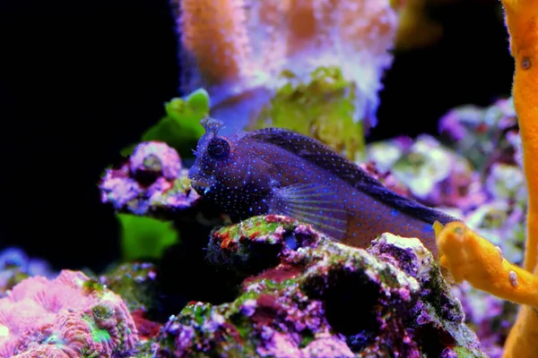 Starry Snowflake Blenny Fish Coral Reef Aquarium Tank — Stockfoto