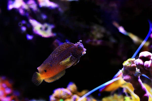 Starry Snowflake Blenny Fish Coral Reef Aquarium Tank — 스톡 사진