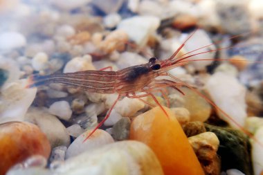 Red Monaco Peppermint shrimp, undersea photography