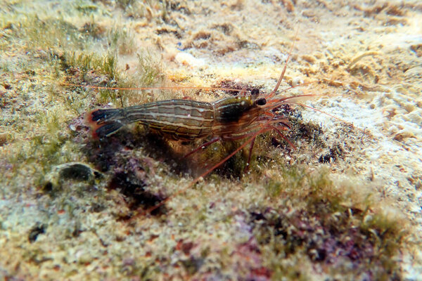 Red Monaco Peppermint shrimp, undersea photography