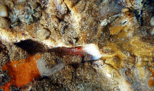 Red Monaco Peppermint Shrimp Undersea Photography — Zdjęcie stockowe